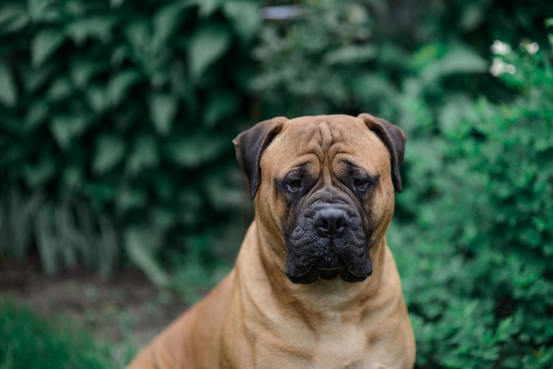 7 Common Bullmastiff Colors and Patterns (With Pictures) | Pet Keen