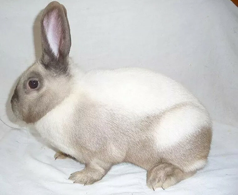 Sallander Rabbit in White background