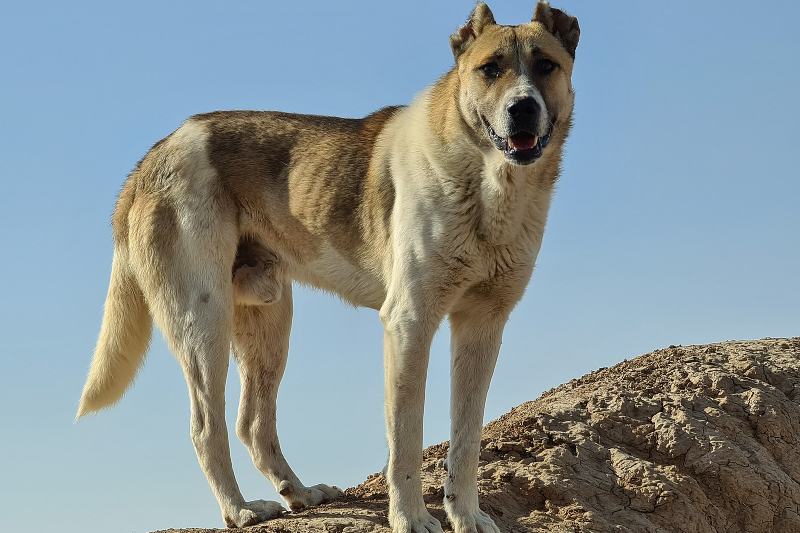 Sarabi dog also known as Persian mastiff or Iranian mastiff