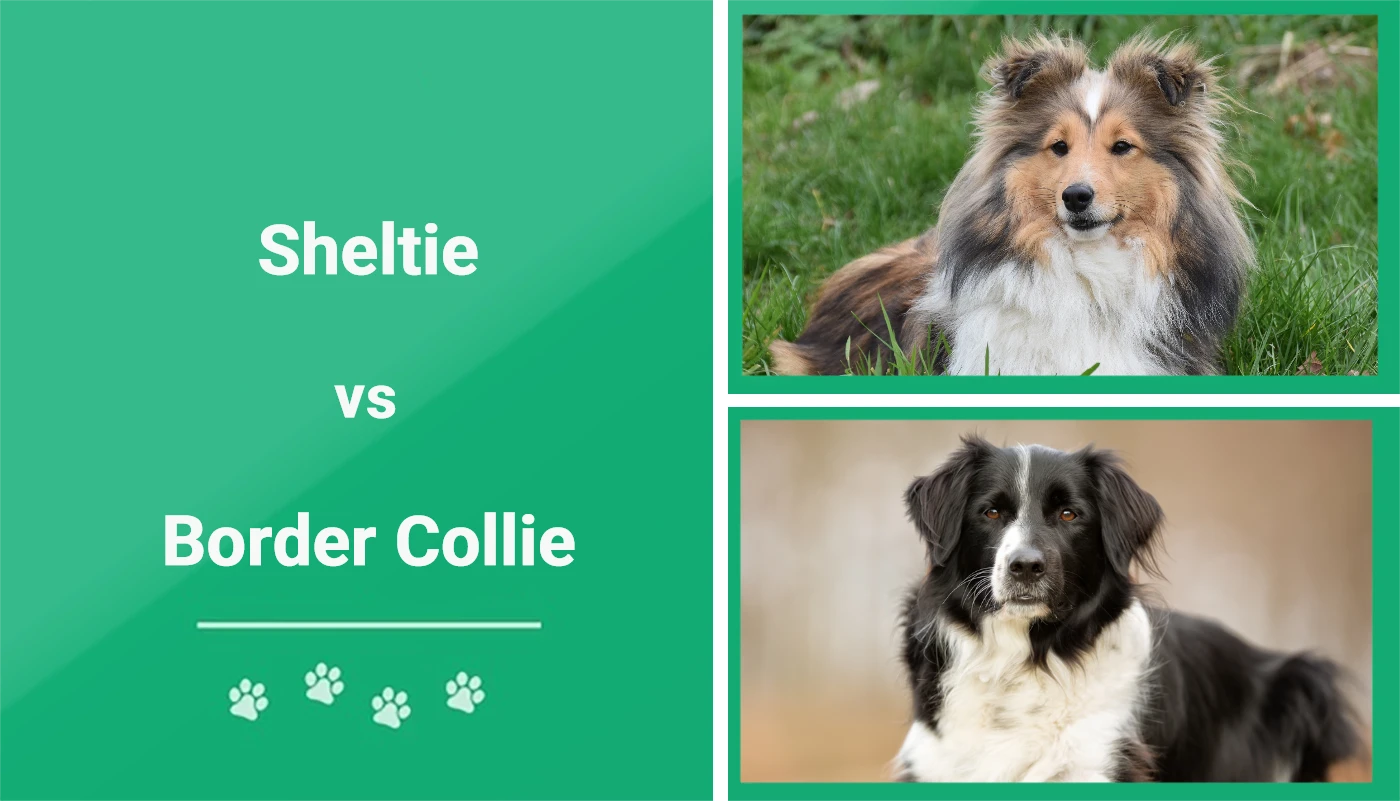 krystal skræmmende med sig Sheltie vs Border Collie: Key Differences (With Pictures) | Pet Keen