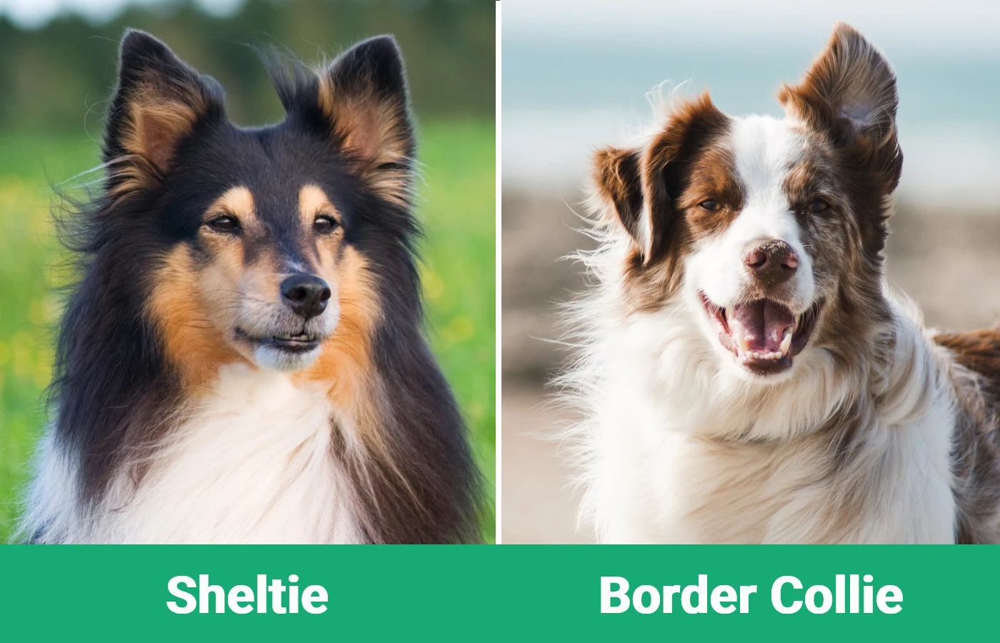 Sheltie or Shetland Sheepdog vs Border Collie - Visual Differences