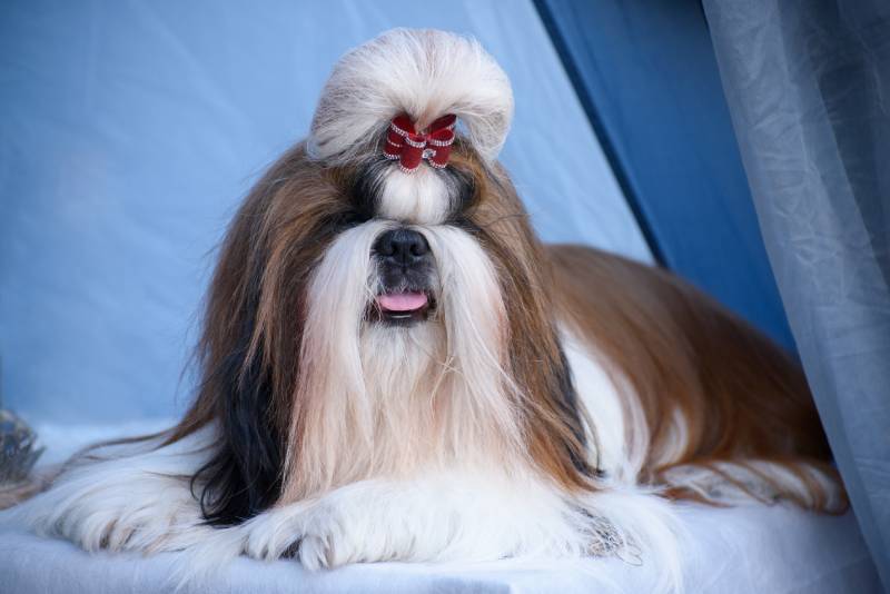 Shih Tzu dog with a beautiful red bow on its head lies under a blue canopy and looks into the distance