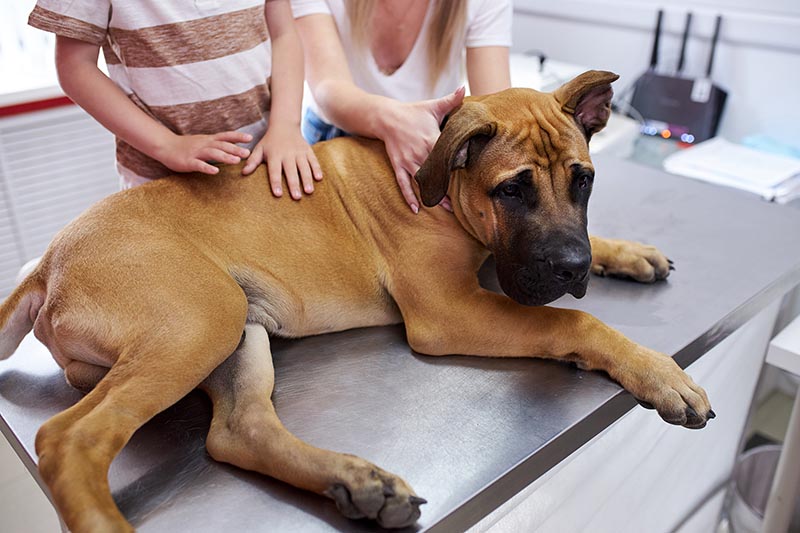 Sick mastiff dog sitting on table in a vet clinic