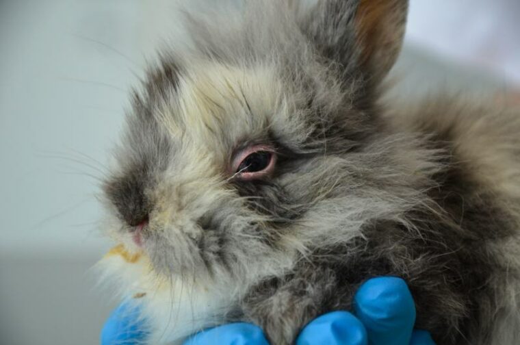 Sick young rabbit with conjunctivitis and respiratory infection at a vet clinic