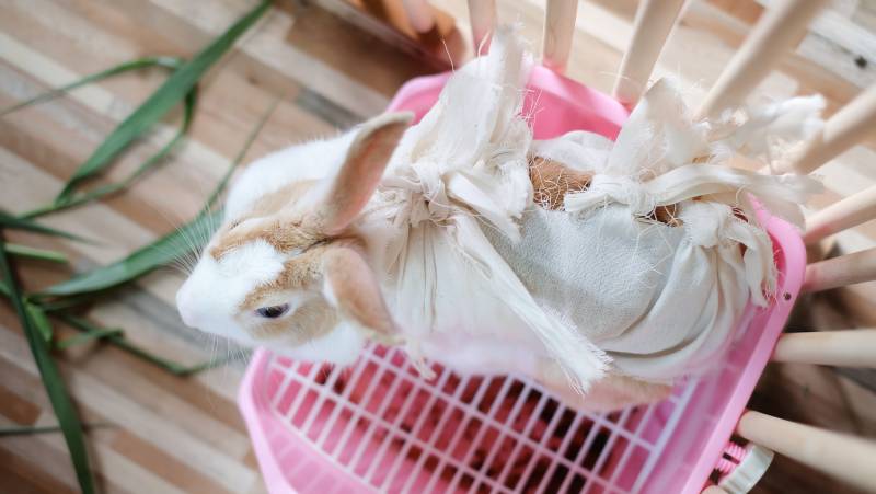 conejo hembra esterilizado
