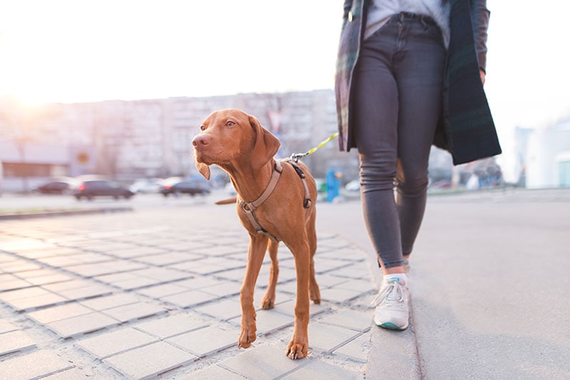 The owner walks around the city with a dog of the Magyar Vizsla