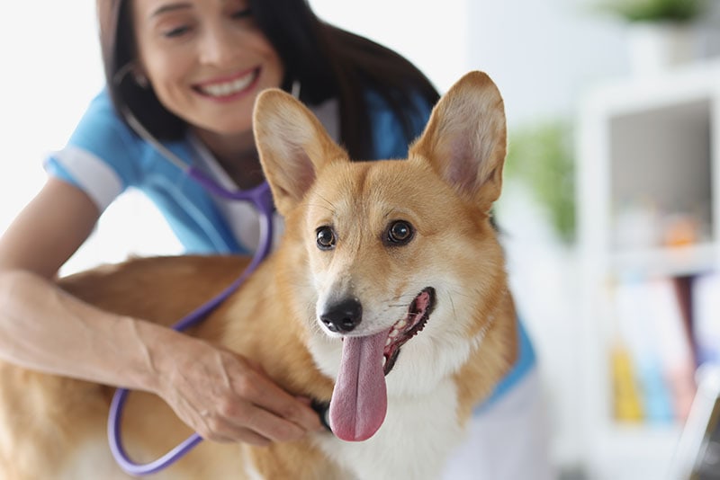 Veterinario y cachorro en clínica veterinaria durante el examen médico