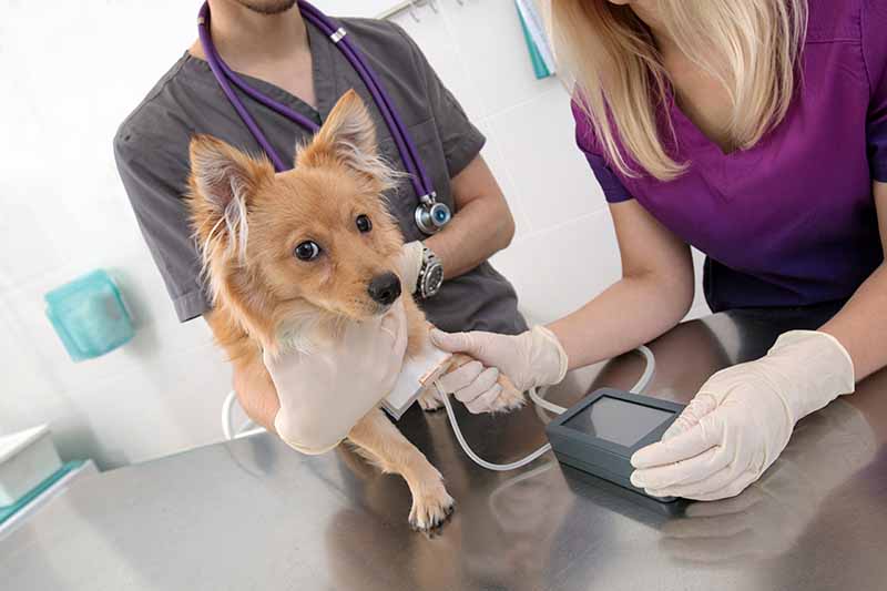 Veterinarian examines dog in a veterinary clinic