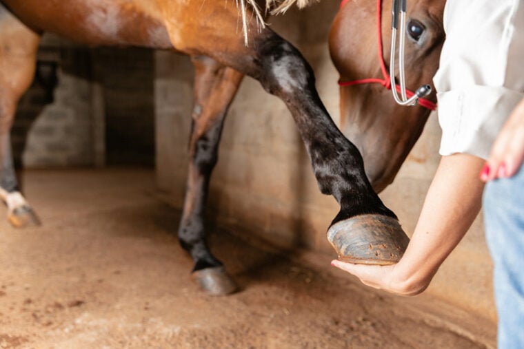 Veterinarian examining horse leg tendons. Selective focus on hoof