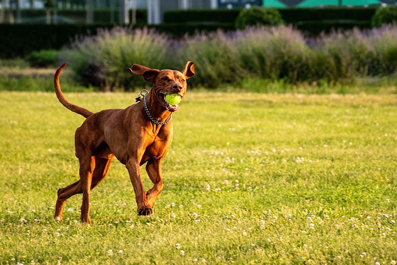 Vizsla dog playing outdoor