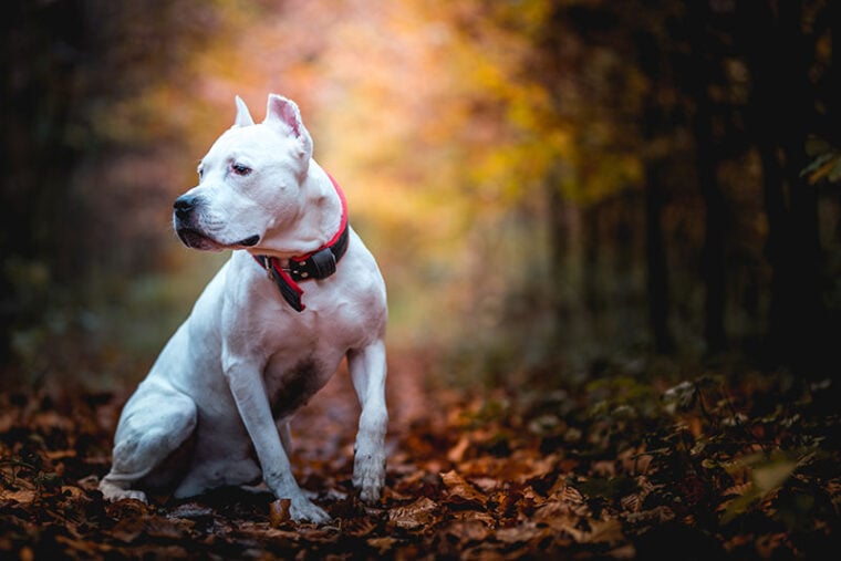 Portrait of white American pitbull terrier in outdoors in autumn forest