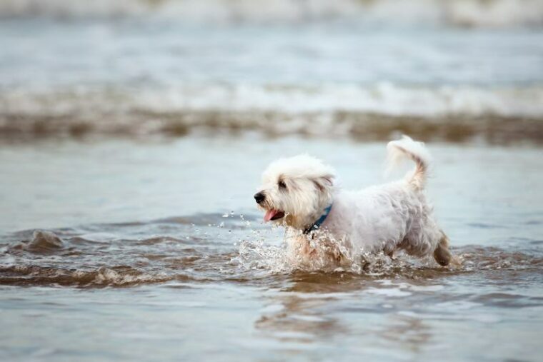 white maltese dog running in water