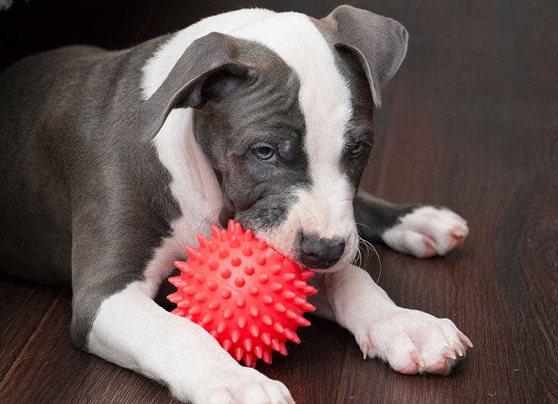 White and gray color Pitbull puppy lying on dark wooden floor with red ball toy