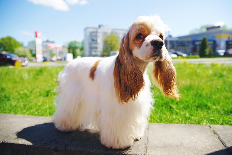 White and red American Cocker Spaniel dog
