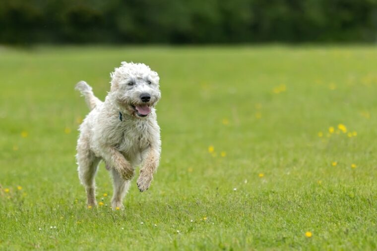 White labradoodle running in the field