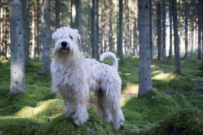 White labradoodle standing in the forest