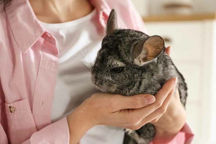 woman holding cute chinchilla in room