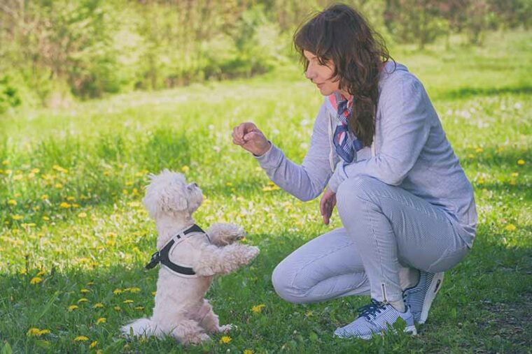 Woman trains her white maltese dog in the park