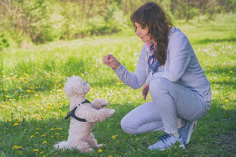 Woman trains her white maltese dog in the park