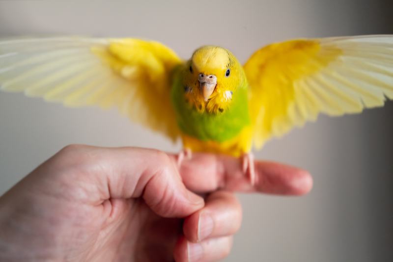 Yellow and green budgerigar parakeet pet flying from the finger