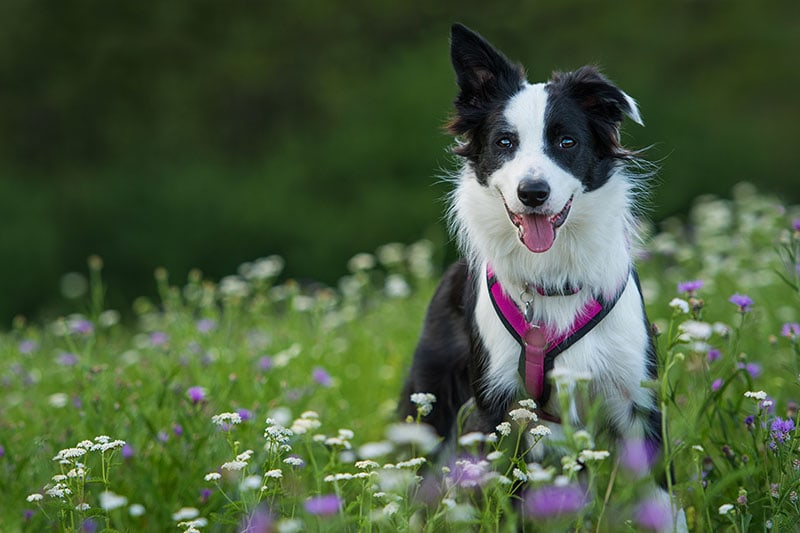 Young border collie standing in a meadow