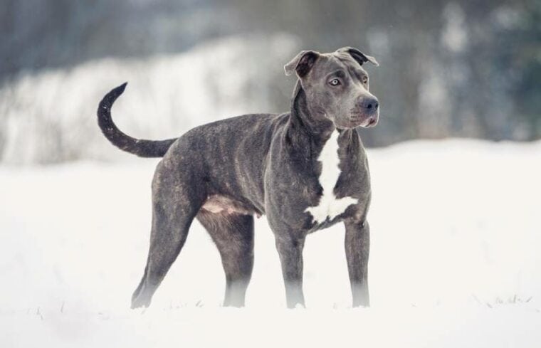 a grey pitbull standing on snow