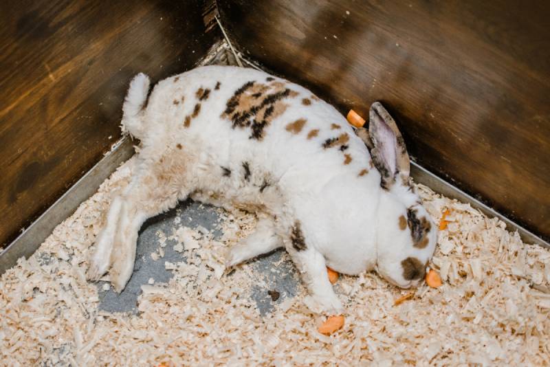 a sick rabbit lying in its cage