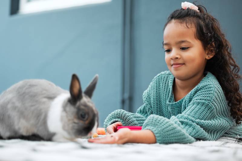 adorable little girl feeding her pet rabbit at home