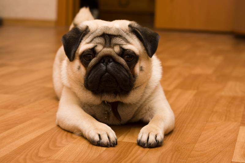 apricot pug dog resting on the floor