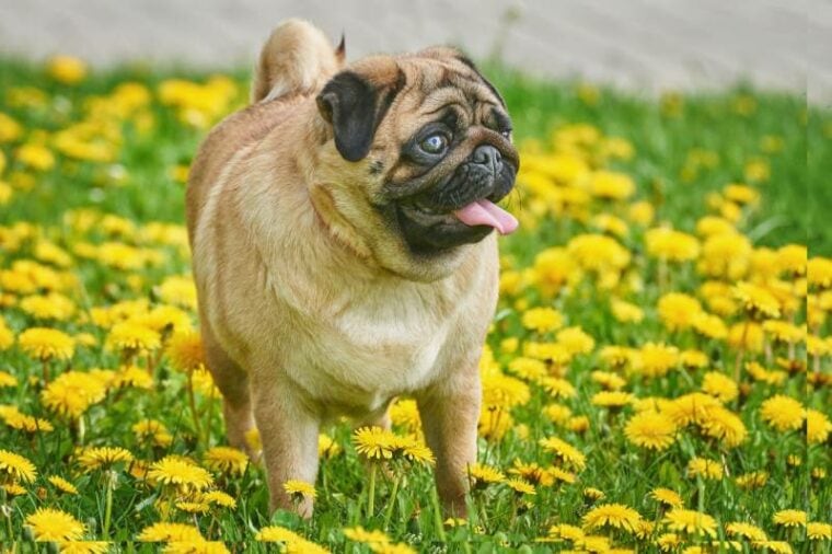 apricot pug dog stands on a field with dandelions
