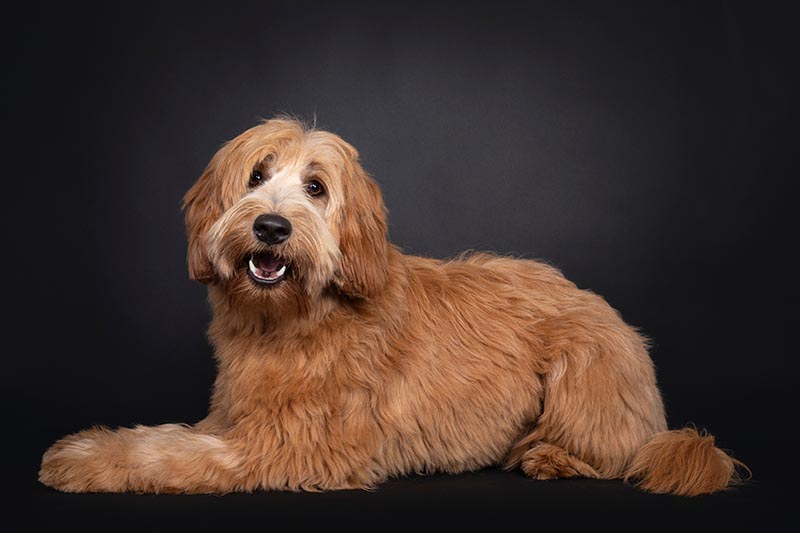 apricot young adult Labradoodle
