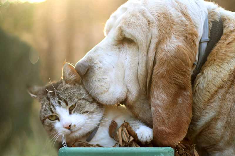 bassen hound kissing cat