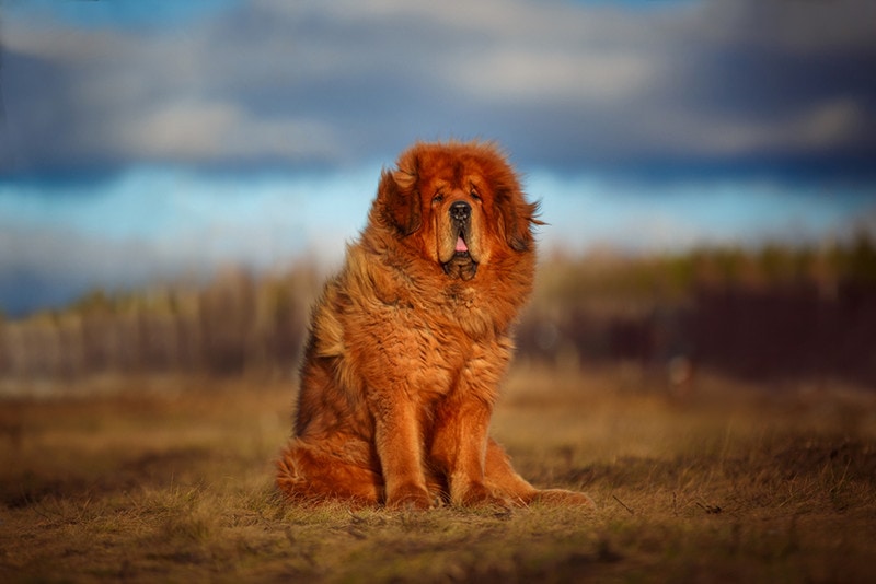 beautiful Tibetan mastiff