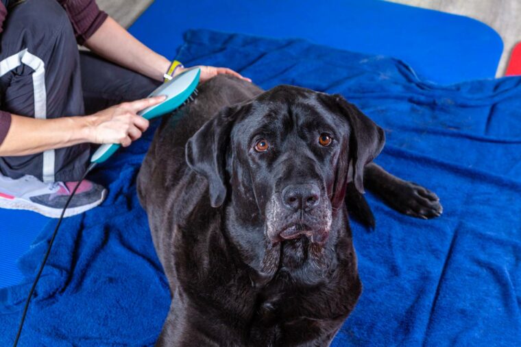 Large black dog receiving laser treatment during treatment