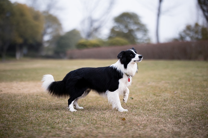 black and white border collie dog on the meadow