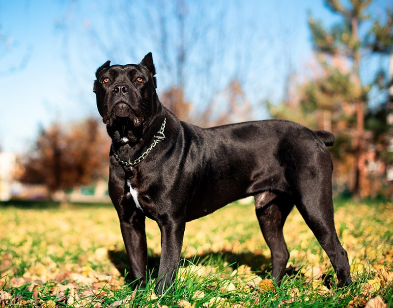 black cane corso dog standing at the park