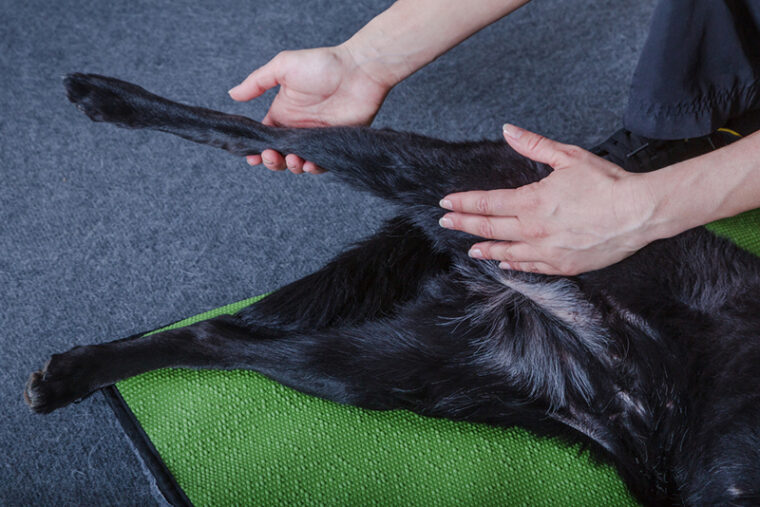 black dog getting physical treatment or massage on the legs