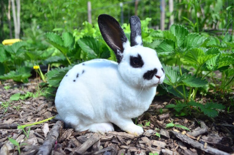 black white mini rex rabbit outdoor