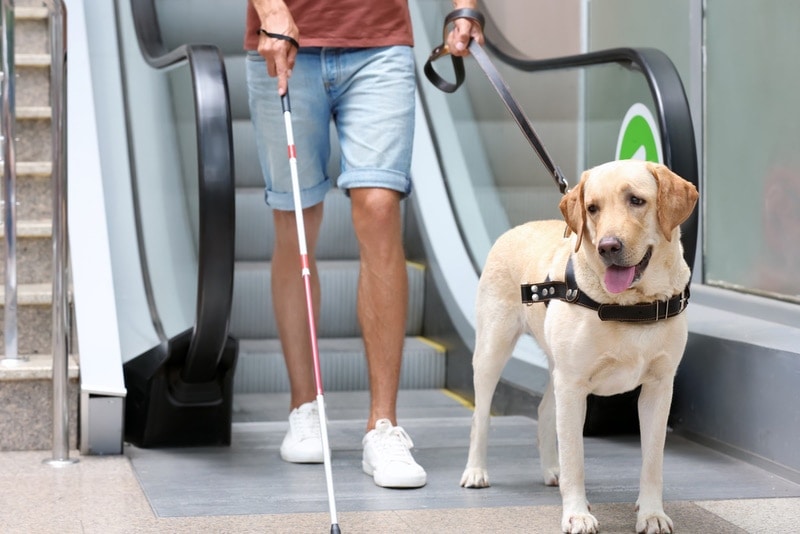 ciego con perro de servicio cerca de la escalera mecánica