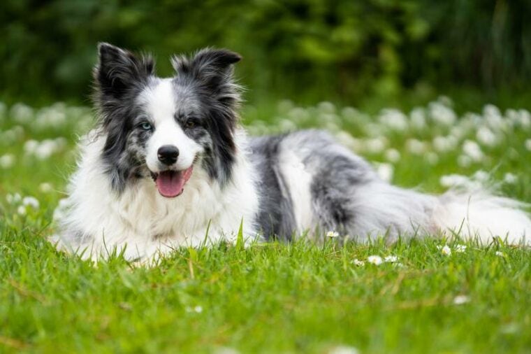 blue merle border collie dog lying down in the daisies