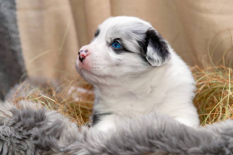 blue merle border collie puppy with blue eyes lying in a basket with hay