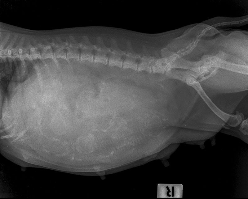 blur x ray vision obesity pregnant pitbull