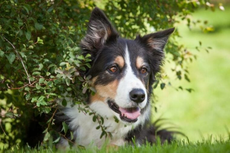 border collie dog hiding in bushes