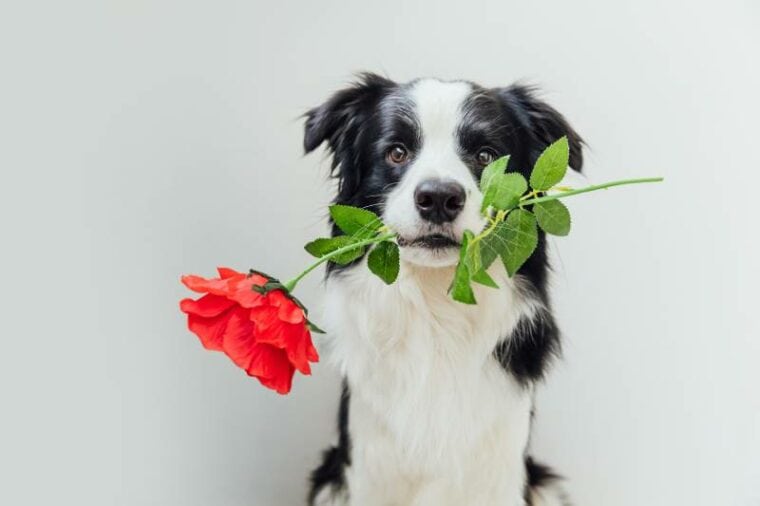 border collie dog holding red rose flower in mouth