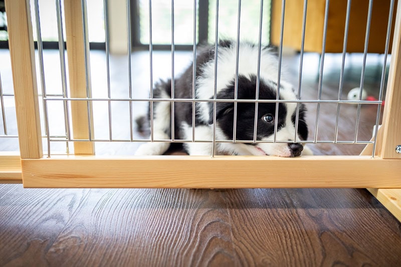 border collie puppy lying by the dog fence