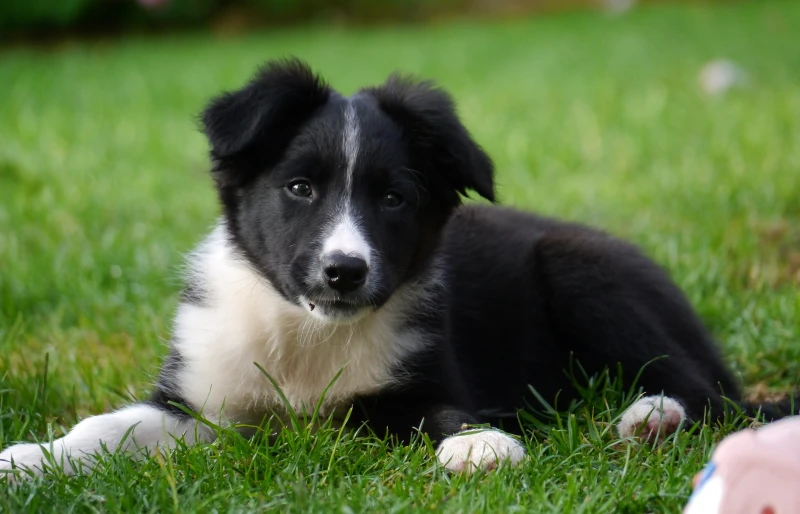 border collie puppy lying on grass