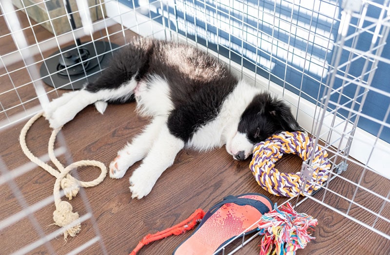 border collie puppy sleeping in a crate