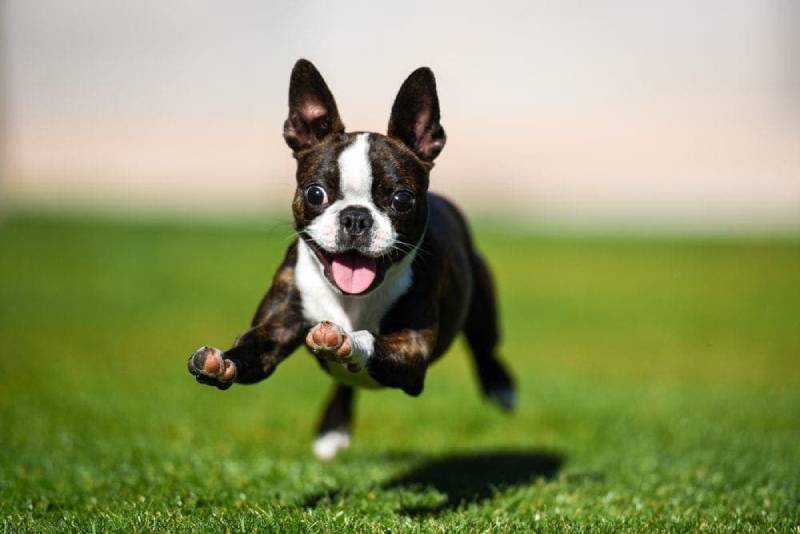 boston terrier corriendo sobre la hierba