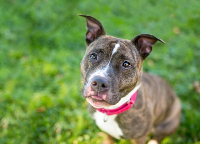 brindle and white Pit Bull Terrier mixed breed dog wearing a red collar and looking up at the camera