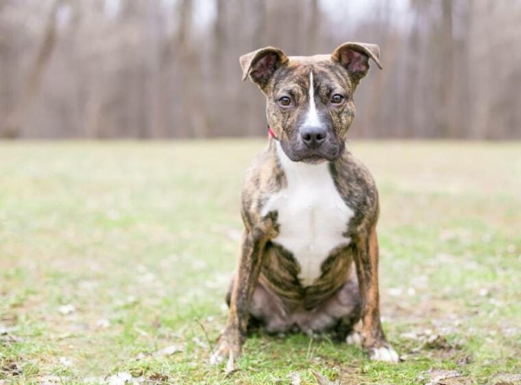 Brindle Pitbull: Facts, History & Origin (With Pictures) | Pet Keen